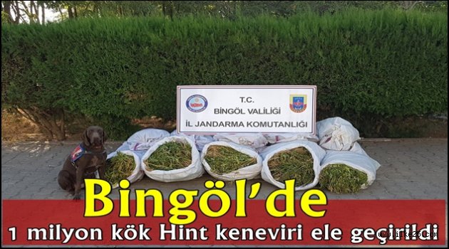 Bingöl'de 1 milyon kök Hint keneviri ele geçirildi