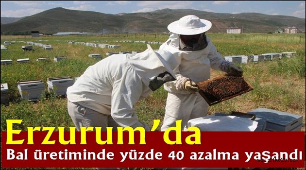 Erzurum'da bal üretiminde yüzde 40 azalma yaşandı